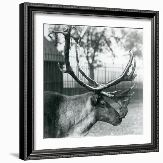 A Reindeer Stag Shedding Velvet from His Antlers, London Zoo, 1929 (B/W Photo)-Frederick William Bond-Framed Giclee Print