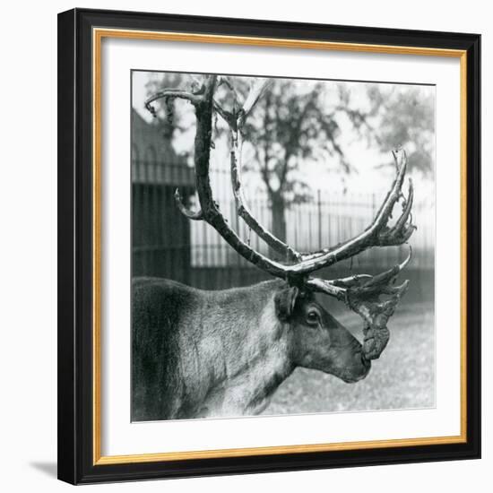 A Reindeer Stag Shedding Velvet from His Antlers, London Zoo, 1929 (B/W Photo)-Frederick William Bond-Framed Giclee Print