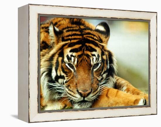 A Relaxed Tiger at London Zoo, April 1991-null-Framed Premier Image Canvas