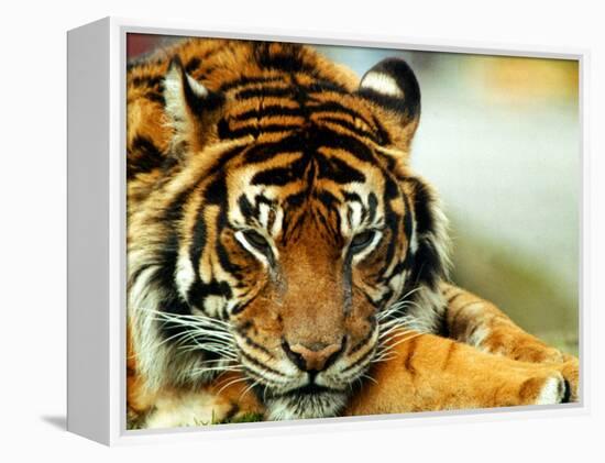 A Relaxed Tiger at London Zoo, April 1991-null-Framed Premier Image Canvas