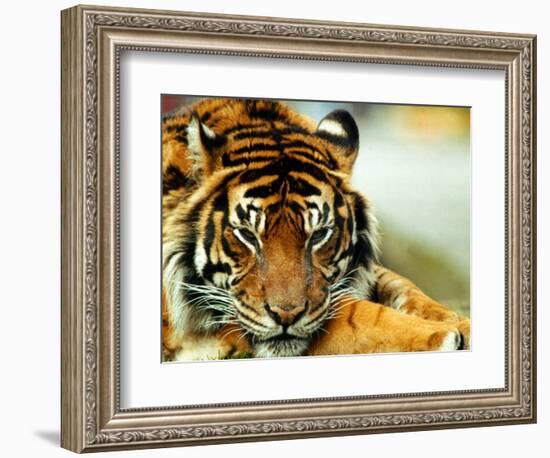 A Relaxed Tiger at London Zoo, April 1991-null-Framed Photographic Print