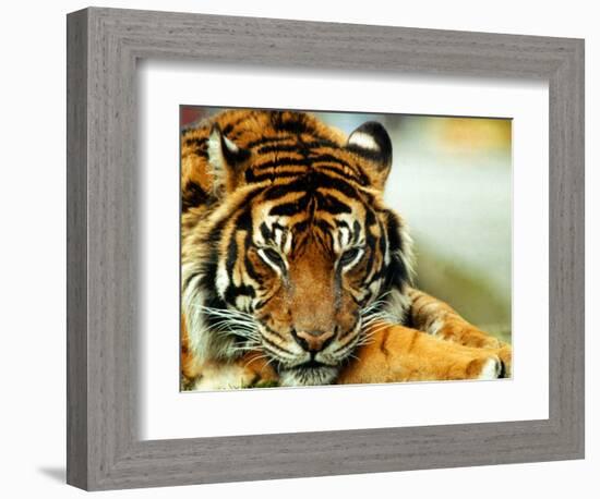 A Relaxed Tiger at London Zoo, April 1991-null-Framed Photographic Print