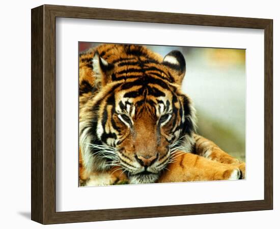 A Relaxed Tiger at London Zoo, April 1991-null-Framed Photographic Print