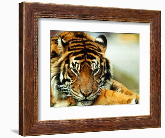 A Relaxed Tiger at London Zoo, April 1991-null-Framed Photographic Print