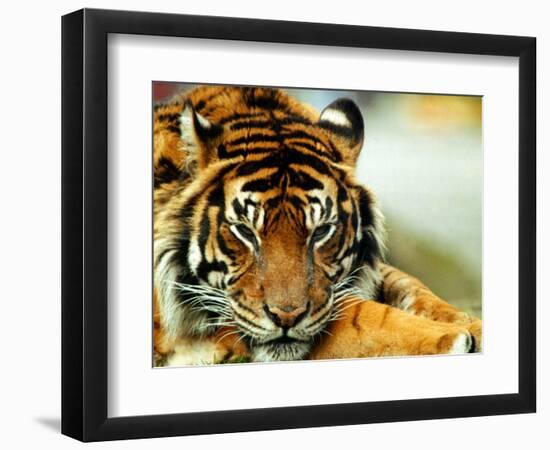 A Relaxed Tiger at London Zoo, April 1991-null-Framed Photographic Print