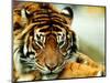 A Relaxed Tiger at London Zoo, April 1991-null-Mounted Photographic Print