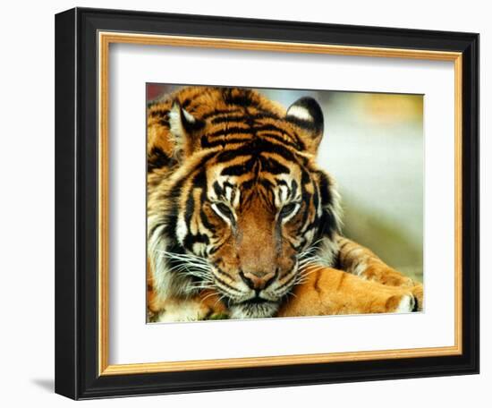 A Relaxed Tiger at London Zoo, April 1991-null-Framed Photographic Print