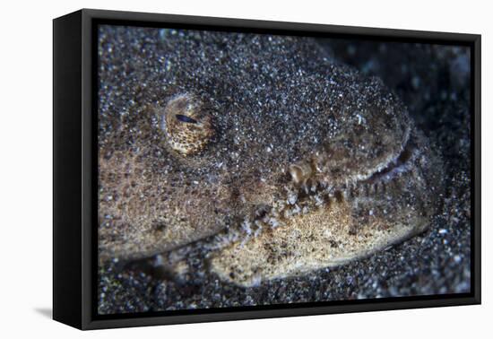 A Reptilian Snake Eel Hides in Sand-Stocktrek Images-Framed Premier Image Canvas