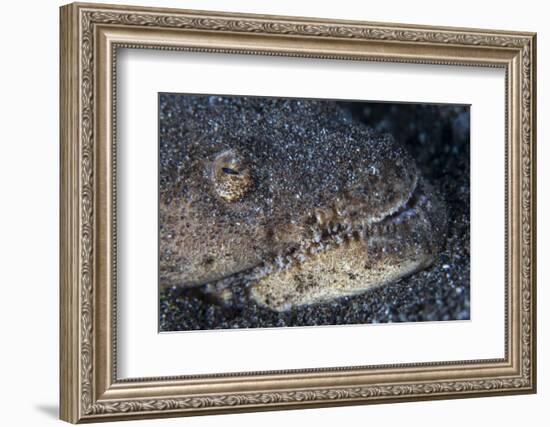 A Reptilian Snake Eel Hides in Sand-Stocktrek Images-Framed Photographic Print