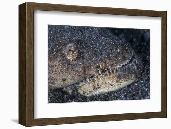 A Reptilian Snake Eel Hides in Sand-Stocktrek Images-Framed Photographic Print