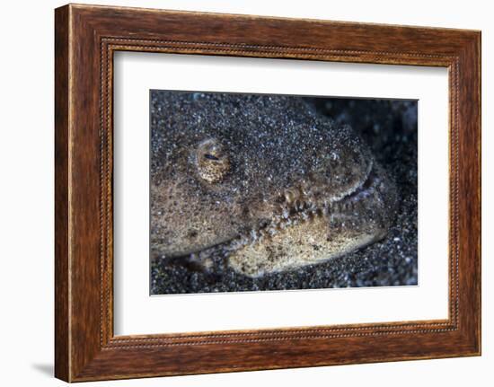 A Reptilian Snake Eel Hides in Sand-Stocktrek Images-Framed Photographic Print