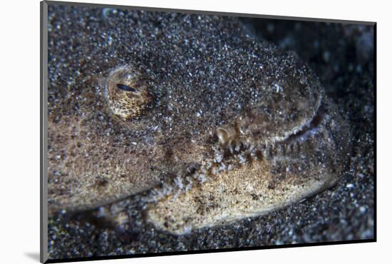 A Reptilian Snake Eel Hides in Sand-Stocktrek Images-Mounted Photographic Print