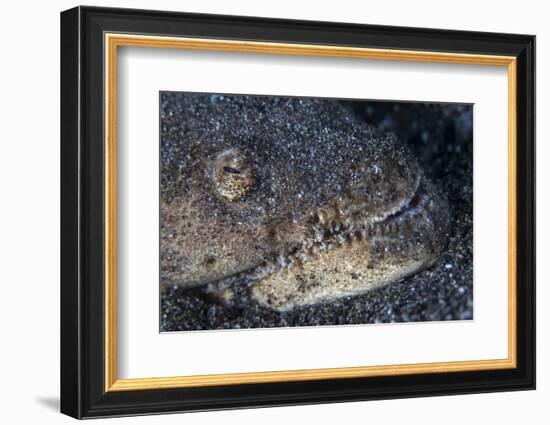 A Reptilian Snake Eel Hides in Sand-Stocktrek Images-Framed Photographic Print