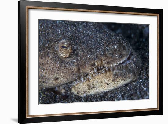 A Reptilian Snake Eel Hides in Sand-Stocktrek Images-Framed Photographic Print