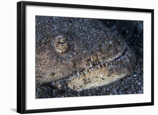 A Reptilian Snake Eel Hides in Sand-Stocktrek Images-Framed Photographic Print