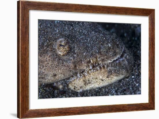 A Reptilian Snake Eel Hides in Sand-Stocktrek Images-Framed Photographic Print