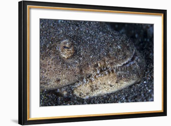 A Reptilian Snake Eel Hides in Sand-Stocktrek Images-Framed Photographic Print