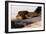 A Resting Lion-Wilhelm Kuhnert-Framed Giclee Print