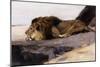 A Resting Lion-Wilhelm Kuhnert-Mounted Giclee Print