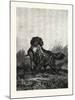 A Retriever, after Deiker, a Type of Gun Dog That Retrieves Game for a Hunter-null-Mounted Giclee Print