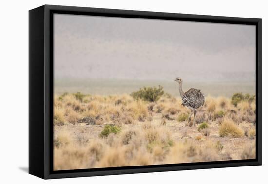 A Rhea Pennata in Bolivia-Alex Saberi-Framed Premier Image Canvas