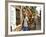 A Rickshaw Puller Carries Supporters of Brazil Soccer Team-null-Framed Photographic Print