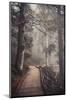 A Ride in the Woods-Philippe Sainte-Laudy-Mounted Photographic Print