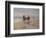 A Ride on the Beach, Dublin-Heywood Hardy-Framed Giclee Print