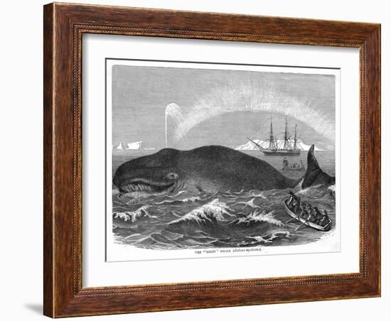 A "Right" Whale-null-Framed Art Print