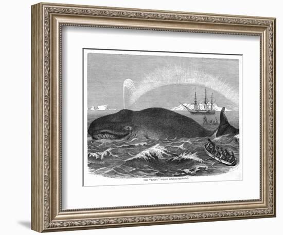 A "Right" Whale-null-Framed Art Print