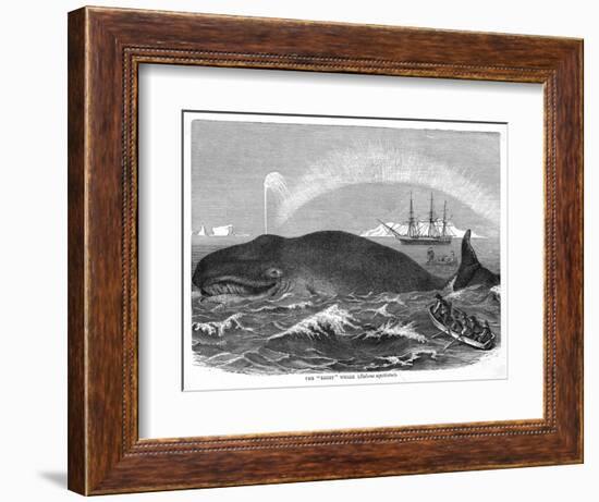 A "Right" Whale-null-Framed Art Print