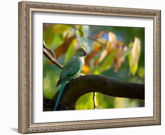 A Ring-Necked, or Rose-Ringed, Parakeet, Psittacula Krameri, Perches on a Tree Branch at Sunset-Alex Saberi-Framed Photographic Print