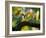 A Ring-Necked, or Rose-Ringed, Parakeet, Psittacula Krameri, Perches on a Tree Branch at Sunset-Alex Saberi-Framed Photographic Print