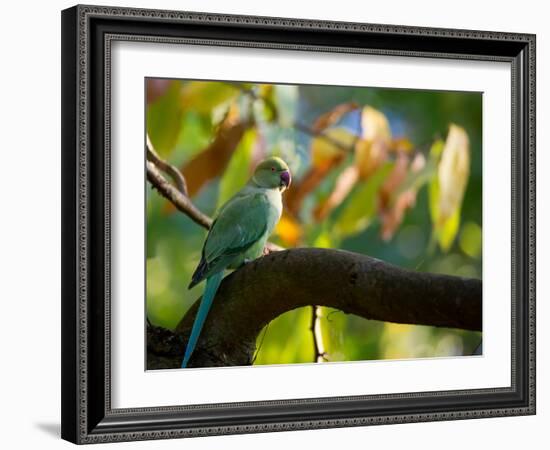 A Ring-Necked, or Rose-Ringed, Parakeet, Psittacula Krameri, Perches on a Tree Branch at Sunset-Alex Saberi-Framed Photographic Print