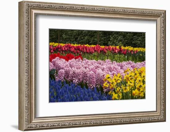 A Riotous Color of Varied Bunches of Flowers Growing Together-Sheila Haddad-Framed Photographic Print