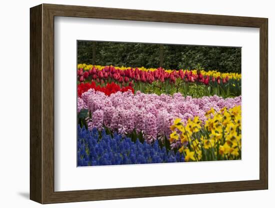 A Riotous Color of Varied Bunches of Flowers Growing Together-Sheila Haddad-Framed Photographic Print