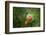 A Ripe, Red Raspberry Handing from the Vine-Sheila Haddad-Framed Photographic Print