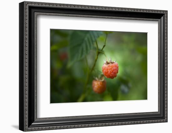 A Ripe, Red Raspberry Handing from the Vine-Sheila Haddad-Framed Photographic Print