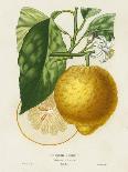 French Lemon Botanical I-A. Risso-Framed Stretched Canvas