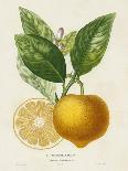 French Orange Botanical I-A. Risso-Framed Art Print