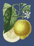 French Lemon on Navy II-A. Risso-Art Print