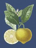 French Lemon on Navy I-A. Risso-Art Print