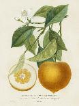 French Lemon on Navy I-A. Risso-Art Print