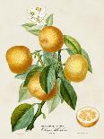 French Orange Botanical III-A. Risso-Mounted Art Print