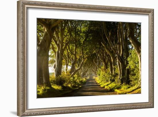 A road runs through the Dark Hedges tree tunnel at sunrise in Northern Ireland, United Kingdom-Logan Brown-Framed Photographic Print