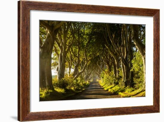 A road runs through the Dark Hedges tree tunnel at sunrise in Northern Ireland, United Kingdom-Logan Brown-Framed Photographic Print