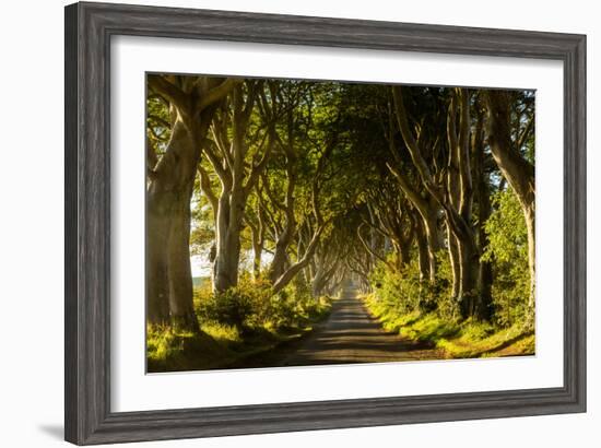 A road runs through the Dark Hedges tree tunnel at sunrise in Northern Ireland, United Kingdom-Logan Brown-Framed Photographic Print