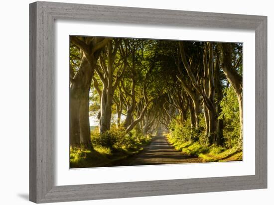 A road runs through the Dark Hedges tree tunnel at sunrise in Northern Ireland, United Kingdom-Logan Brown-Framed Photographic Print