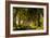 A road runs through the Dark Hedges tree tunnel at sunrise in Northern Ireland, United Kingdom-Logan Brown-Framed Photographic Print