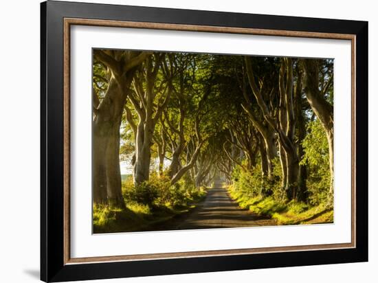 A road runs through the Dark Hedges tree tunnel at sunrise in Northern Ireland, United Kingdom-Logan Brown-Framed Photographic Print